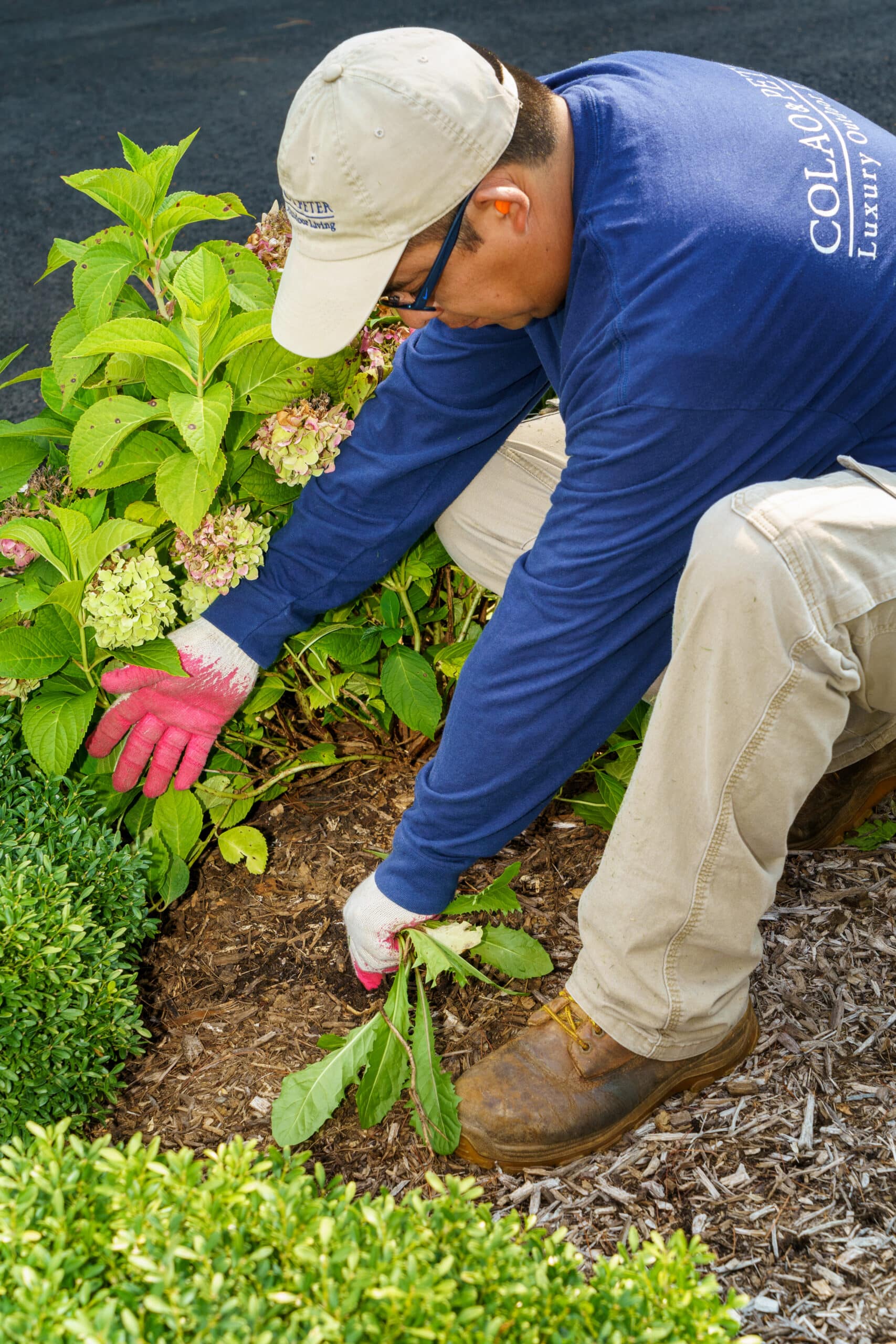 C&P crew member caring for ornamental planting beds