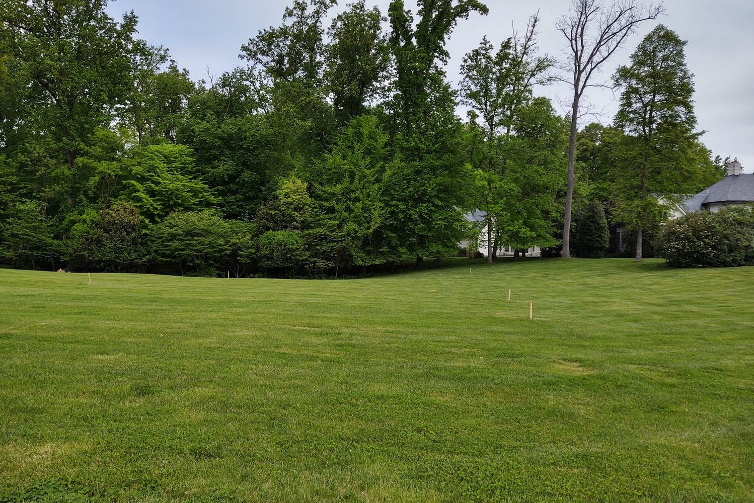 Existing lawn and mature tree line
